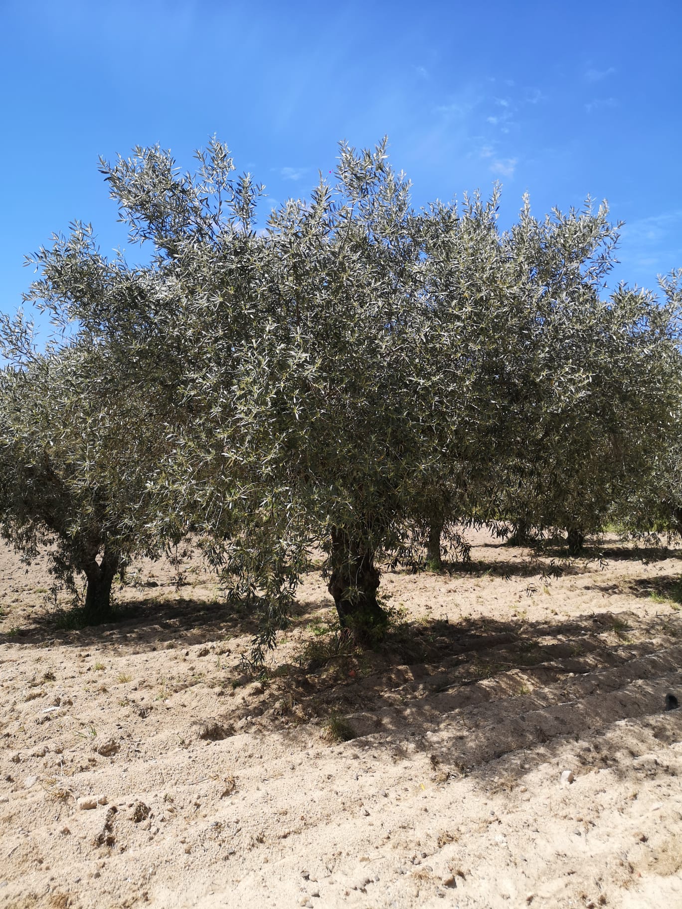 Oliveiras